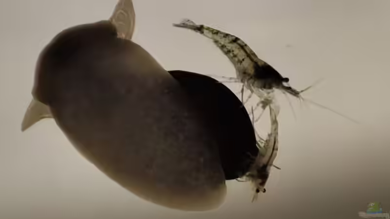 Schlammschnecken von Dany (8)