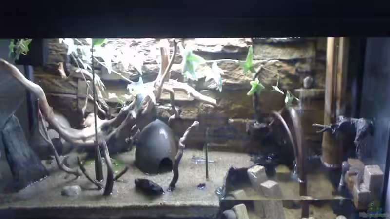 Ein Aquaterrarium einrichten (Einrichtungsbeispiele für Aquaterrarien)