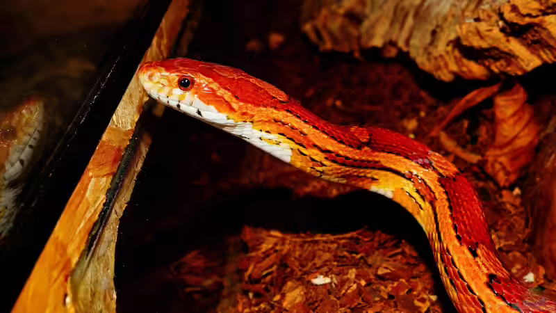 Schlangenarten für Einsteiger – Der ultimative Guide für deinen Terrarienstart