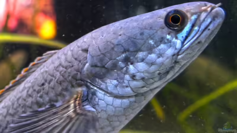Schlangenkopffische - Darum sollten sie nur von erfahrenen Aquarianern gehalten werden