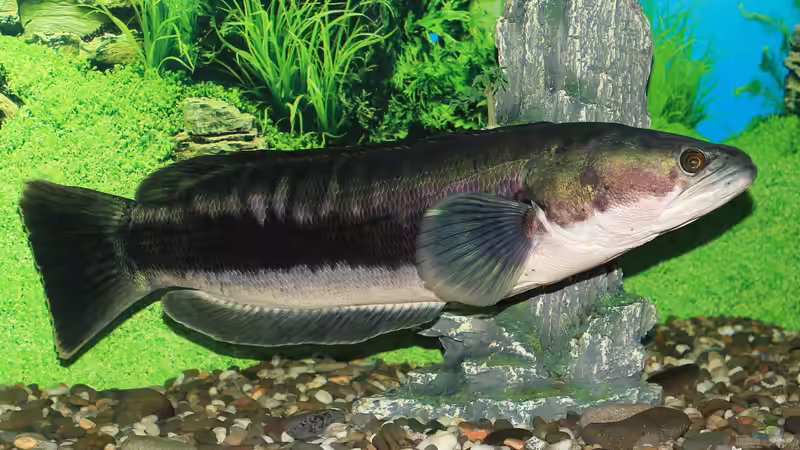 Schlangenkopffische - Darum sollten sie nur von erfahrenen Aquarianern gehalten werden