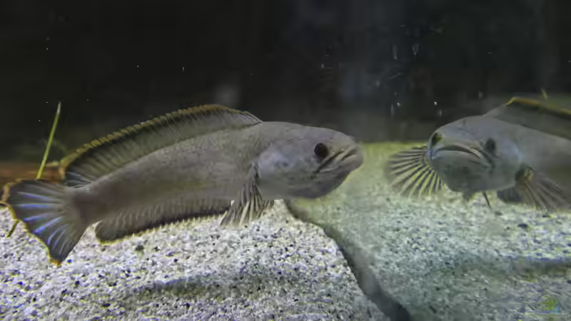 Schlangenkopffische - Darum sollten sie nur von erfahrenen Aquarianern gehalten werden