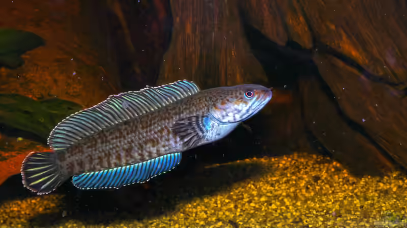 Schlangenkopffische - Darum sollten sie nur von erfahrenen Aquarianern gehalten werden