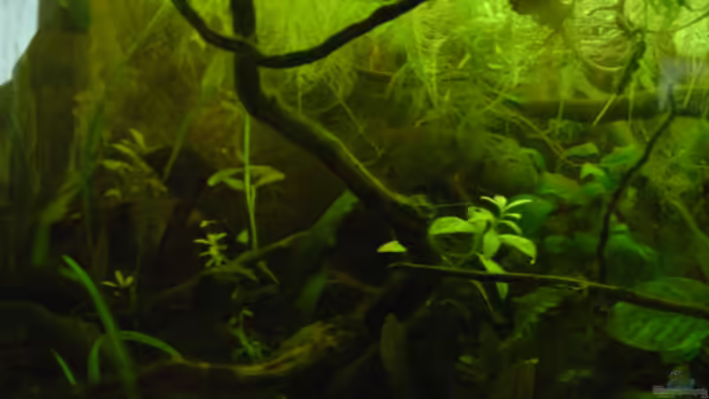 Schlangenkopp von Nico Nowotny (12)