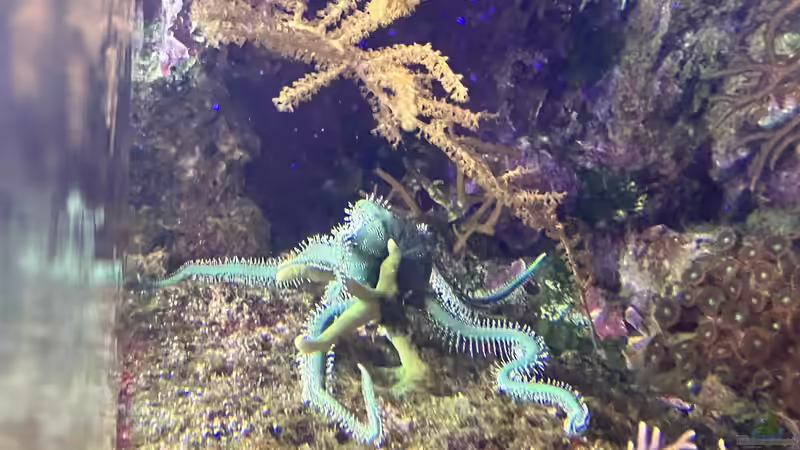 Ophiocomella pumila im Aquarium halten (Einrichtungsbeispiele für Schlangenseestern)
