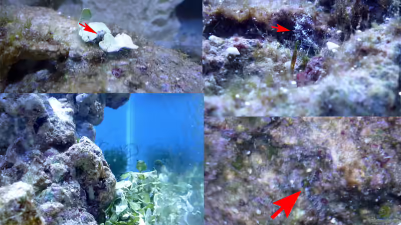 Ophiocomella pumila im Aquarium halten (Einrichtungsbeispiele für Schlangenseestern)