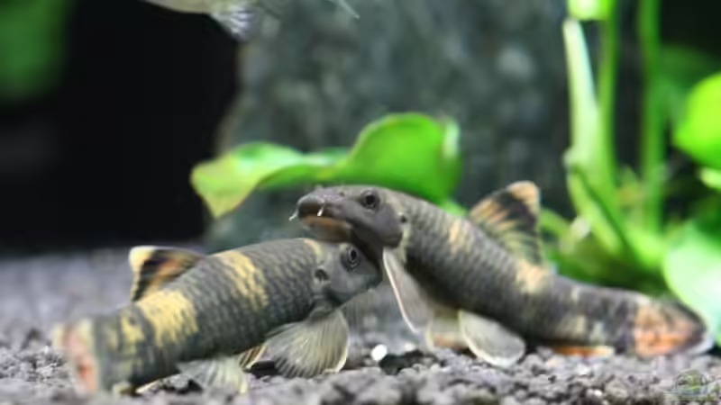 Schlecht eingeparkt! ;) von 77Markus (7)