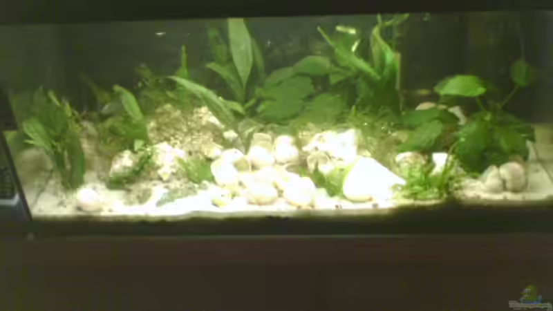 schlechte Quali, sorry, nur damit Ihr eine Vorstellung vom Becken jetzt bekommt.... von Jenny (10)