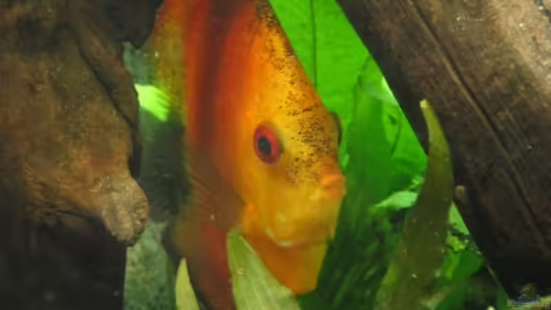 schleicher schleicher...   ;-) von Friedrich Straßl (15)