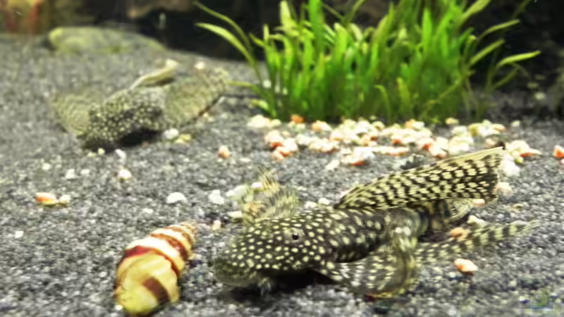 Schleier-Ancistrus von Sarah Friedli (9)