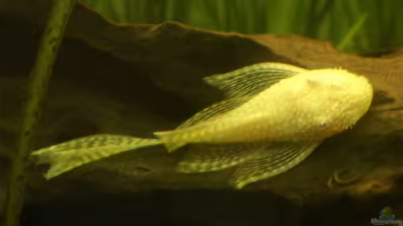 Schleier Antennenwels ´Albino´ männchen von Lewino (15)