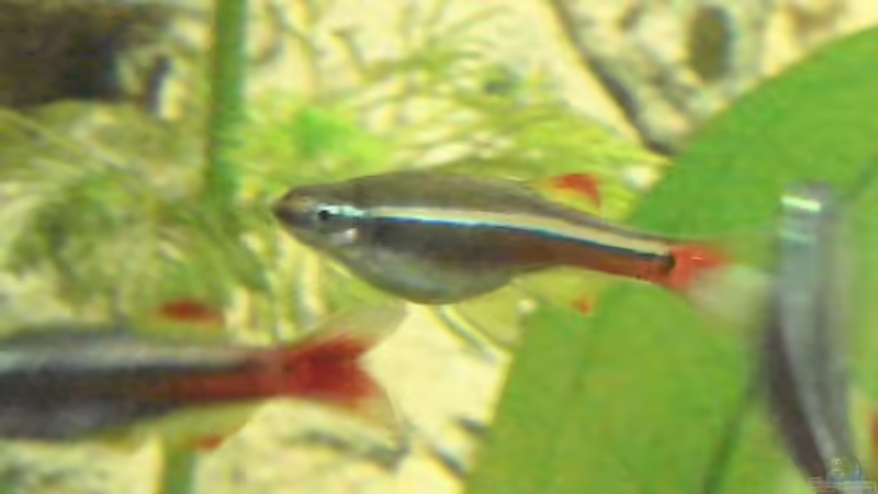 Schleier-Kardinal von Stephan (16)