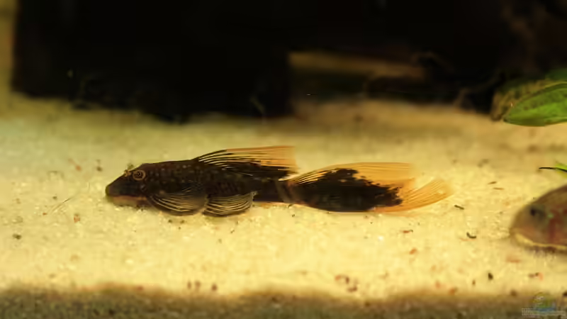 Schleier-Schildpatt-Antennenwels von Grobi (30)