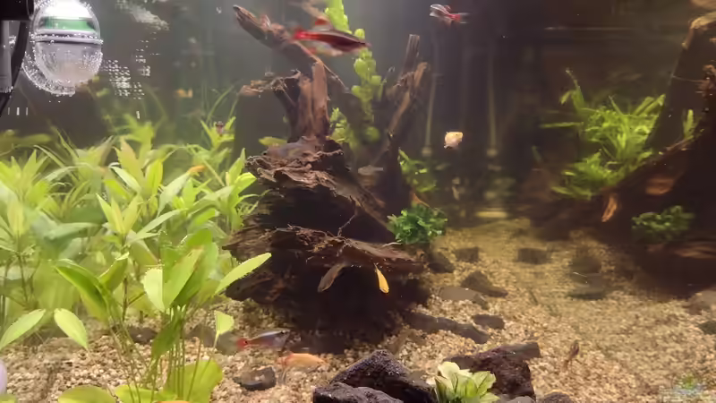 Reisfische im Aquarium halten (Einrichtungsbeispiele für Asiatische Leuchtaugenfische)