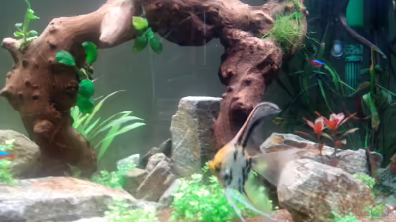 Schleierskalar von Neulinger (6)