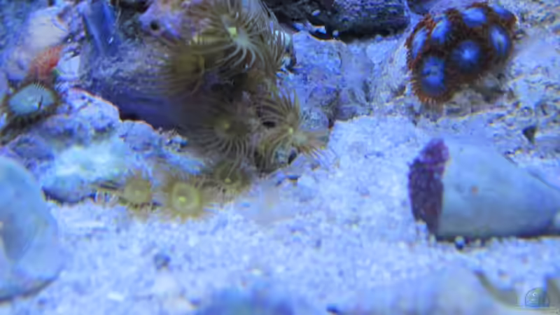 Schleimfisch und Gelbe Krusten von Haens84 (11)