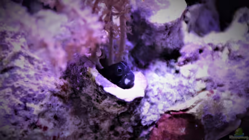 Aquarien mit Ecsenius stigmatura (Schleimfisch)