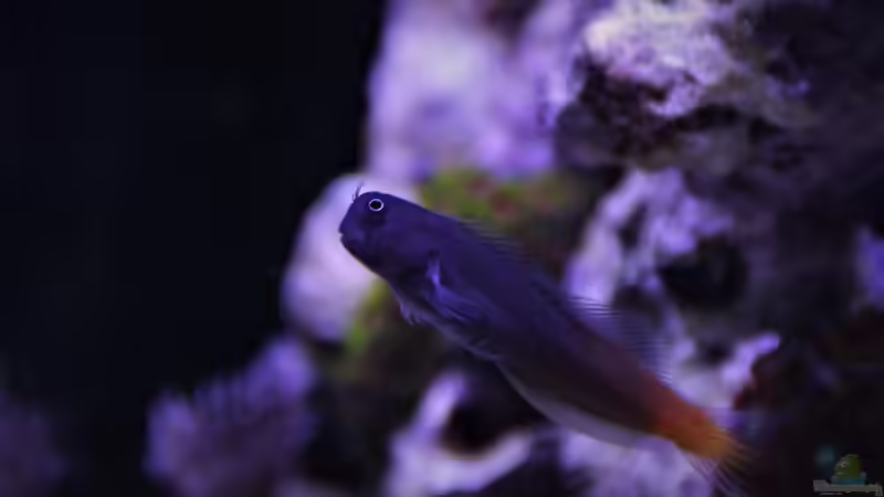 Aquarien mit Salarias ramosus (Schleimfisch)