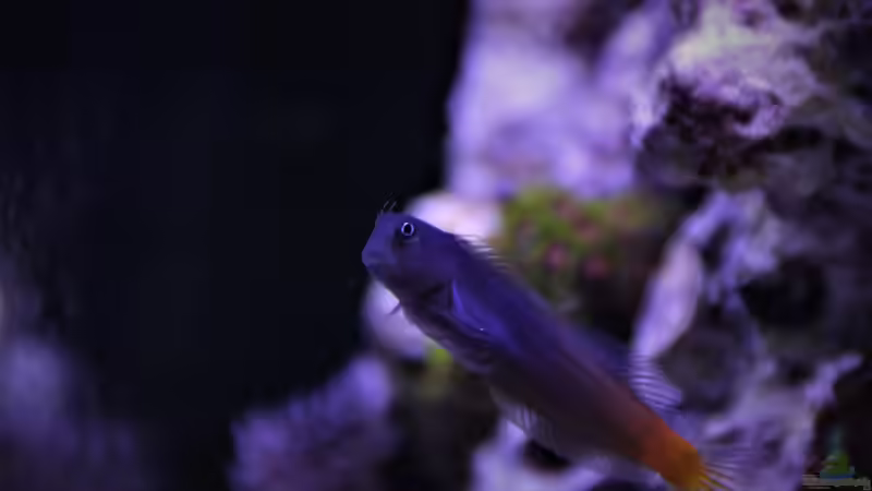 Aquarien mit Salarias ramosus (Schleimfisch)
