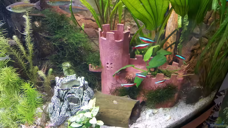 Schloß selbst getöpfert mit Anubias und Javamoos von Thomas Müller (48)