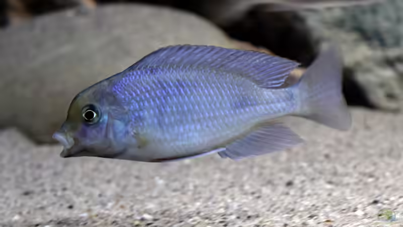 Schluckauf? von freezer2510 (26)