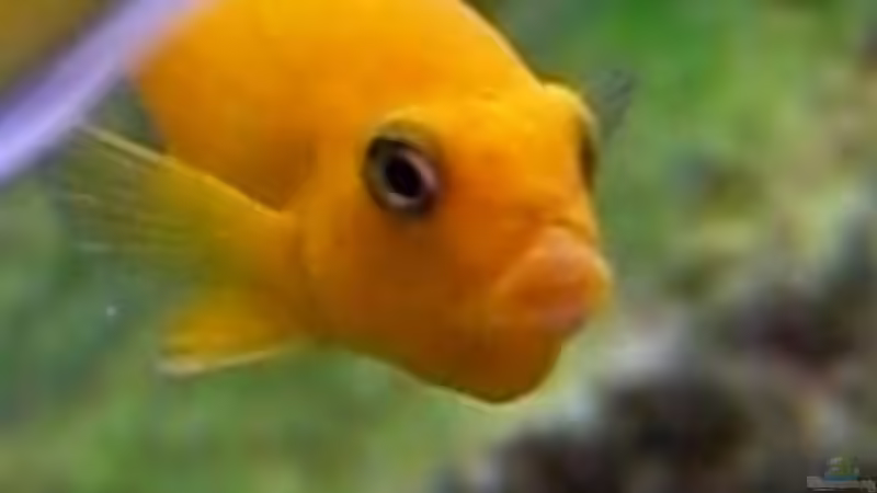 schluckst du oder spuckst su? von maggo 28 (31)