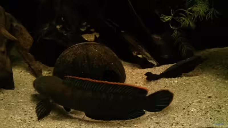 Schlüpfen in die Kokosnuss #4 von AquaTobi90 (73)