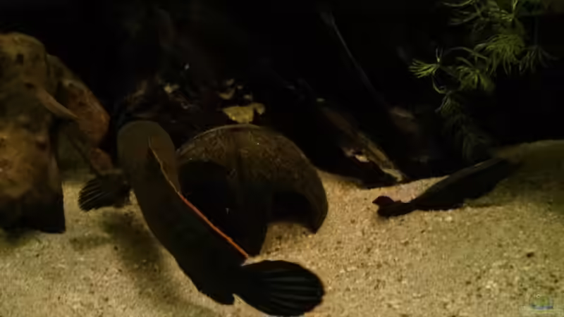 Schlüpfen in die Kokosnuss #5 von AquaTobi90 (11)