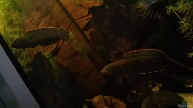 Schlüpfen in die Kokosnuss #7 von AquaTobi90 (12)