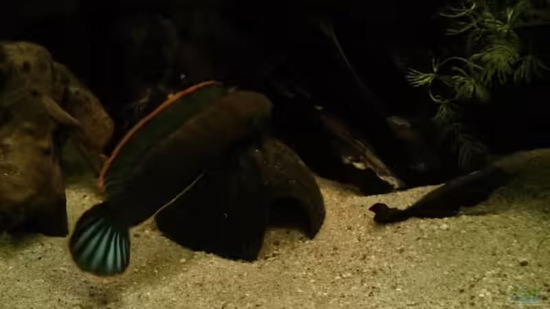 Aquarien mit Kokosnuss (Kokosnusshöhlen)