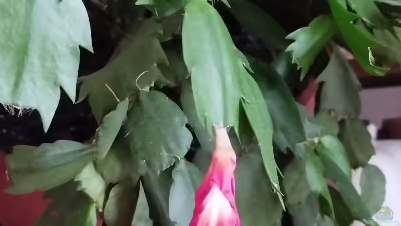 Schlumbergera (Weihnachtskaktus)