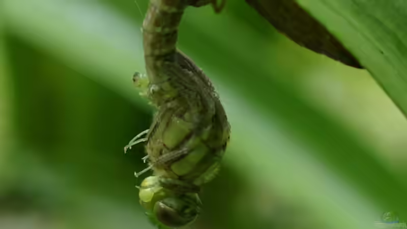 Schlupf Blaugrüne Mosaikjungfer 1 von Goldfisch (20)