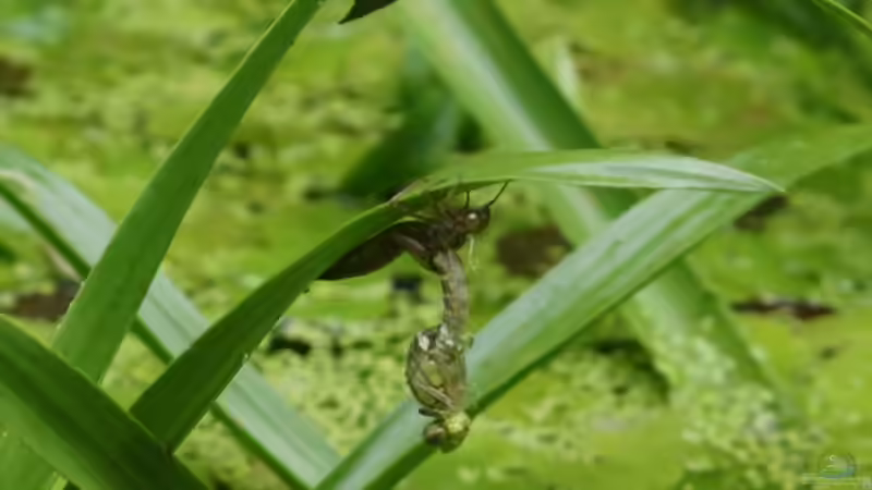 Schlupf Blaugrüne Mosaikjungfer 2 von Goldfisch (21)