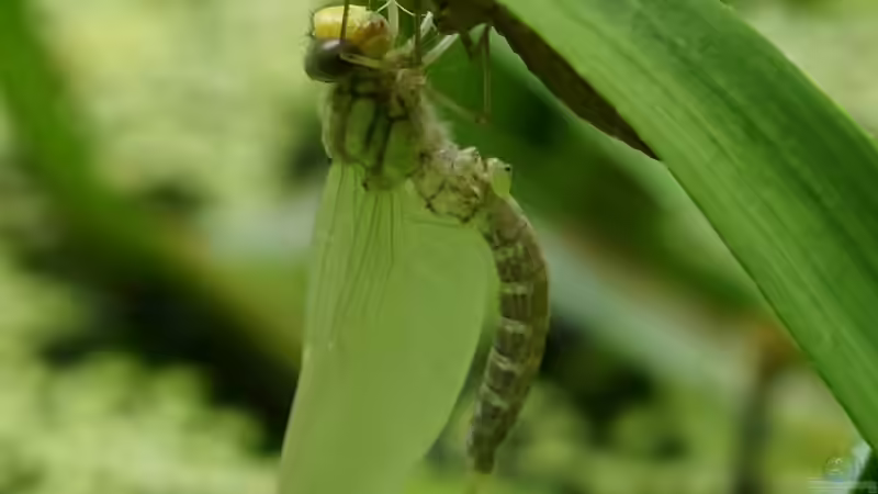 Schlupf Blaugrüne Mosaikjungfer 4 von Goldfisch (23)