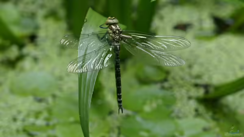 Schlupf Blaugrüne Mosaikjungfer 5 von Goldfisch (24)
