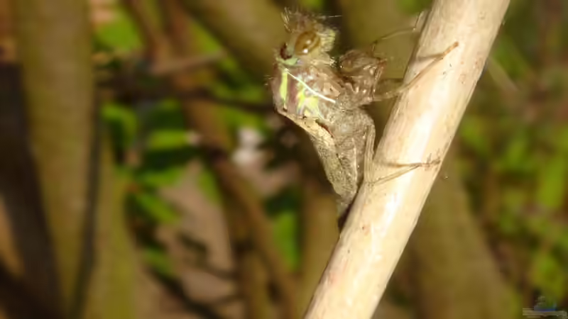 Schlupf Frühe Adonis 1 von Goldfisch (12)