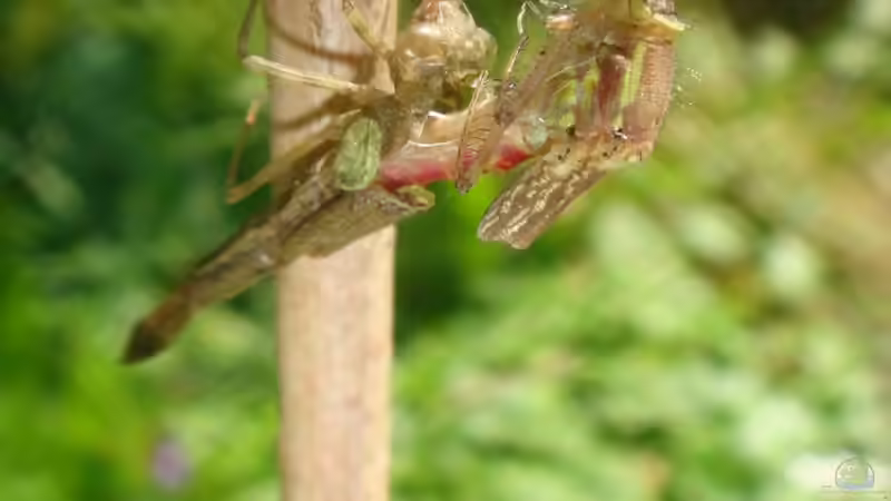 Schlupf Frühe Adonis 2 von Goldfisch (13)