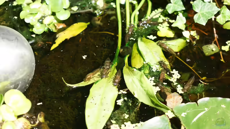 schlupfbereite Larven der Blaugrünen Mosaikjungfer am hinteren Teich von Goldfisch (18)