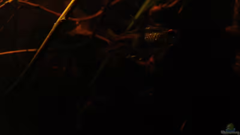 Schlußlichtsalmler_19.04.2014_4_ von Südamerikafreak BK (63)