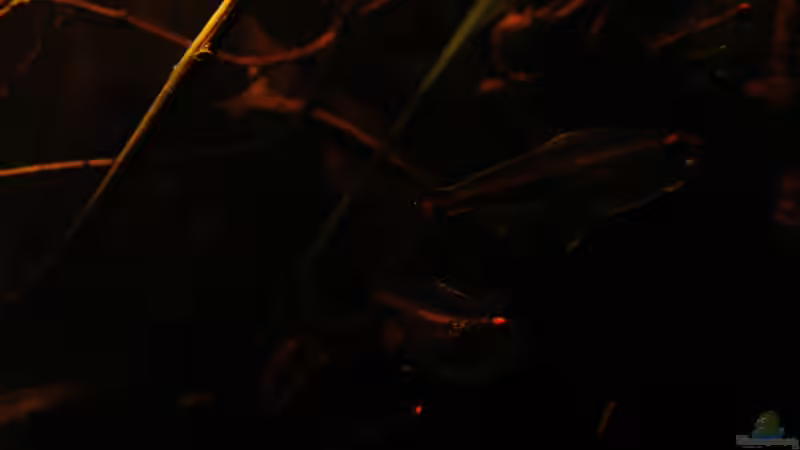 Schlußlichtsalmler_19.04.2014_5_ von Südamerikafreak BK (64)