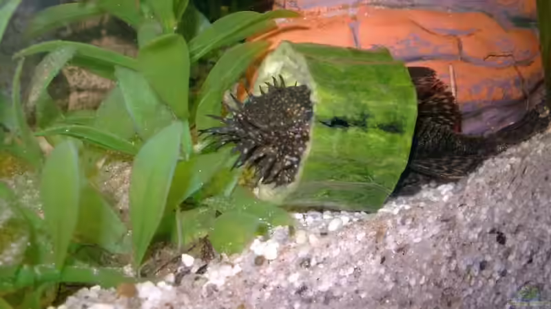 Schmackofatz von elbochos (15)