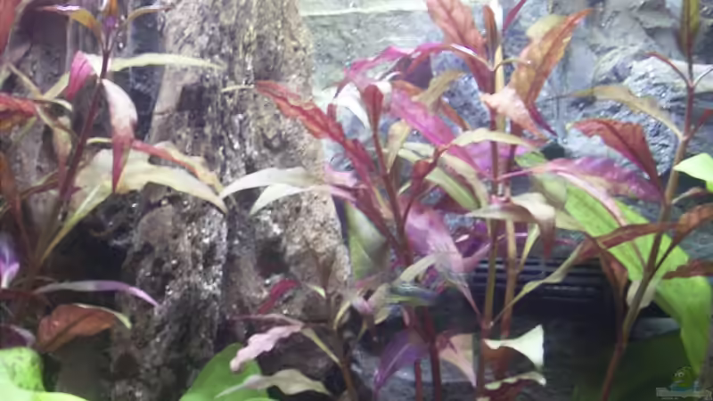 SchmalblÃ¤tt. Papageienblatt - Alternanthera reineckii  ´Bronze´ von Bernd Milbrandt (4)