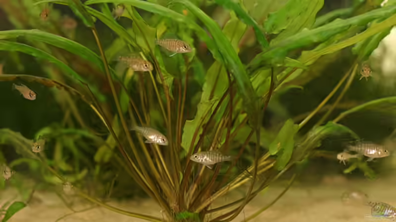 schmalblättrige Cryptocoryne wendtii-Variante (Foto aus einem anderen Becken) von Andreas Werth (3)