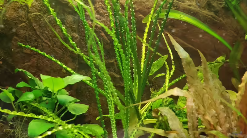 Schmalblättrige Hackenlilie von Manuela&Mike (10)