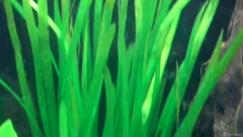 Schmalblättrige Vallisnerie (Vallisneria nana) von Dennis und Katha (5)