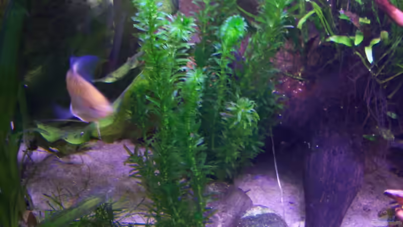 Schmalblättrige Wasserpest 16.02.2015 von Schratze (69)