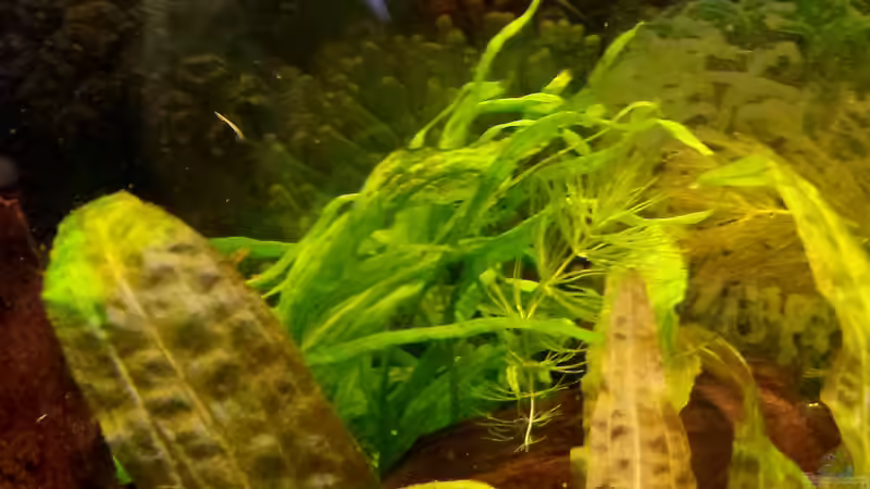 Schmalblättriger Javafarn von mamo2000 (15)