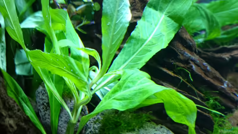 Schmalblättriger Riesenwasserfreund von Jahira (10)