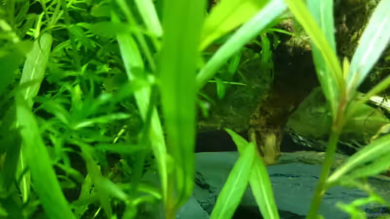 Schmalblättriger Riesenwasserfreund von Jahira (7)