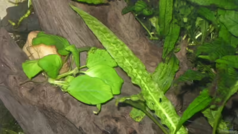 Schmalblättriger Wasserkelch , Anubias Nana von Holger Freiwald (10)